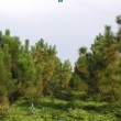 National seed orchard of Pinus merkusii